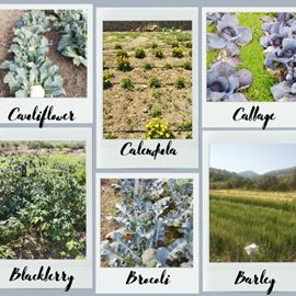 biodiversity-3